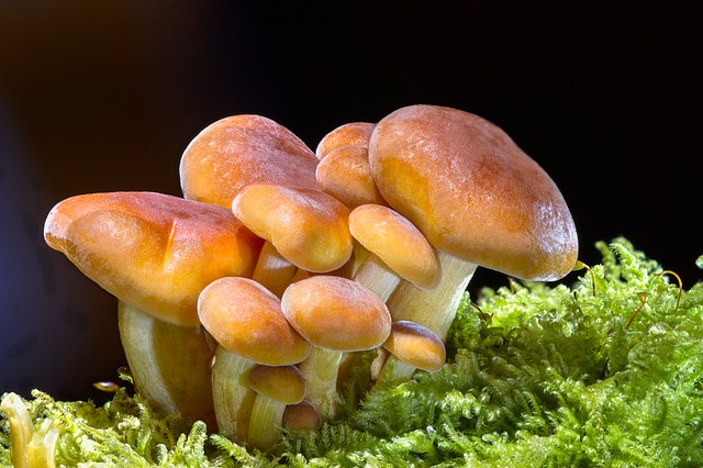 dřevní houby